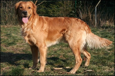 golden retriever deckrde