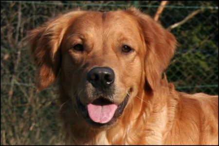 golden retriever rde