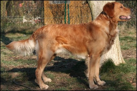 standprotrait golden retriever