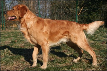 golden retriever deckruede