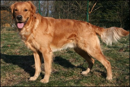 deckrde golden retriever