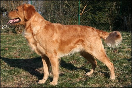 erfahrener golden retriever deckrde