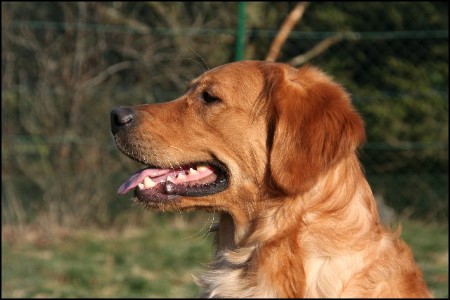 dunkler golden retriever deckrde