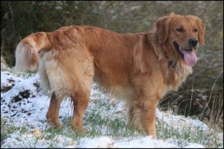 golden retriever deckrde im schnee