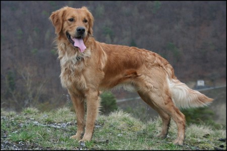 golden retriever auf dem berg