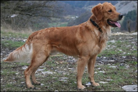 standpose golden retriever rde