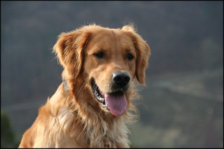 golden retriever kopf