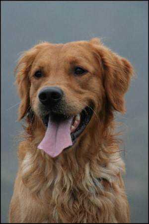 kopfportrait golden retriever ruede