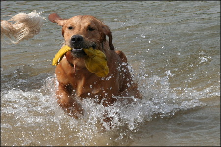 golden retriever wasserarbeit