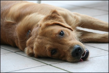 golden retriever junghund