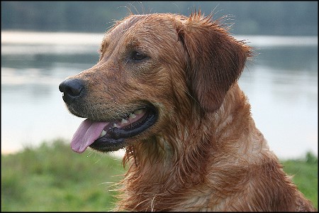 golden retriever rde